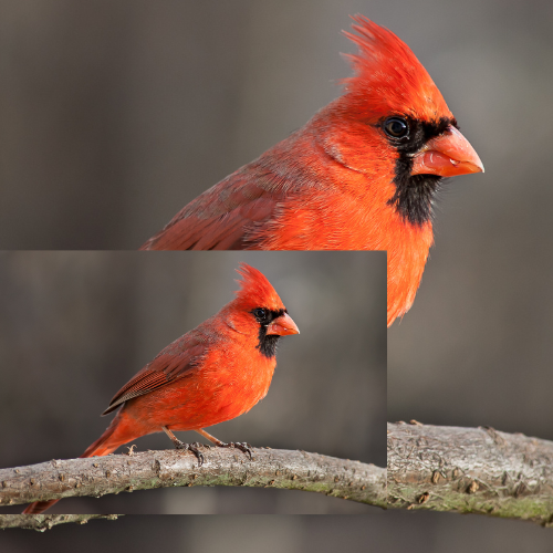 A Male Northern Cardinal Perched on a Branch