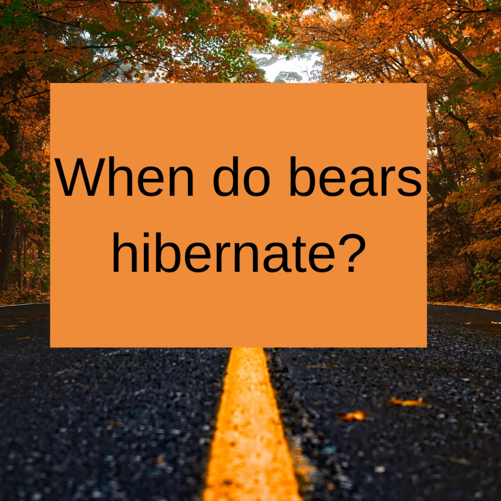 When do bears hibernate