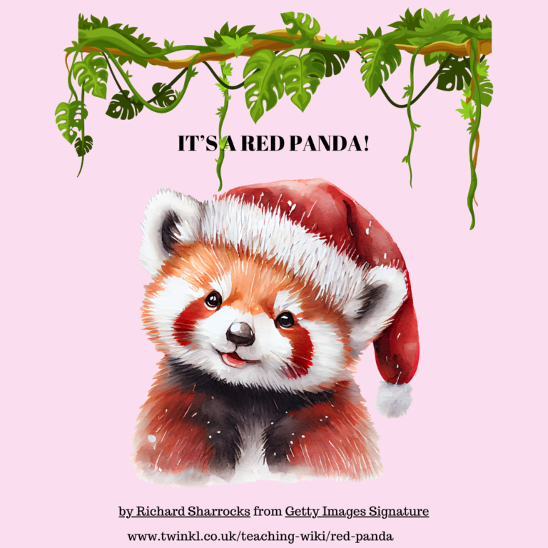 They lick themselves clean like cats and wrap their tails around themselves to keep warm. They have a false thumb to help them climb trees and eat bamboo. They were given the name 'panda' before t