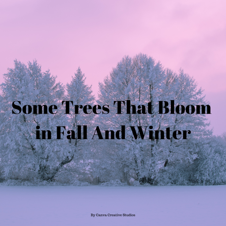 Top Trees That Bloom In Winter & Fall Chinese or Lacebark Elm (Ulmus parvifolia) ... Coral Bark Japanese Maple (Acer palmatum'Sango-kaku') ... Crape Myrtle (Lagerstroemia indica) ... European Beec - 1