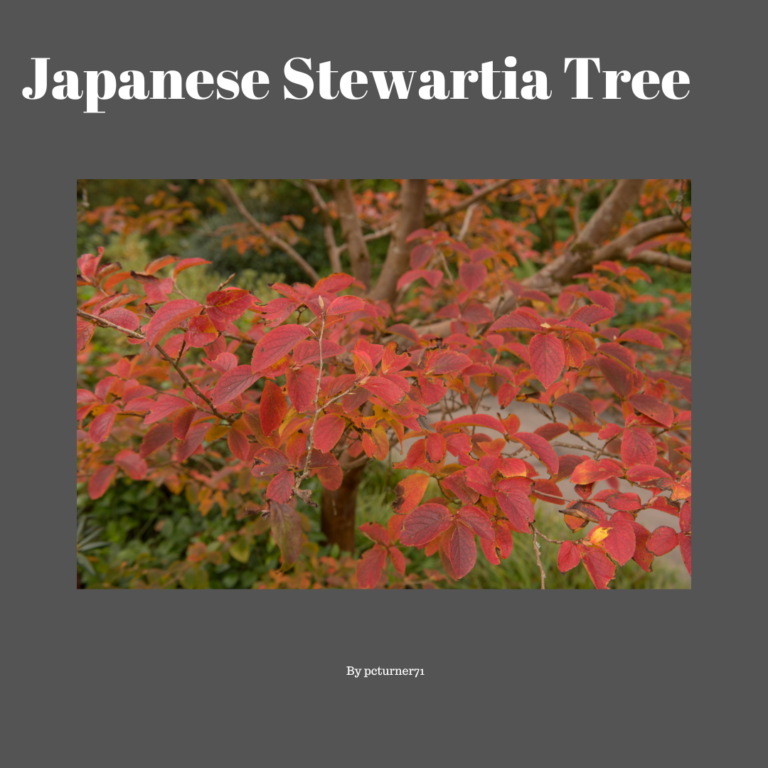 Top Trees That Bloom In Winter & Fall Chinese or Lacebark Elm (Ulmus parvifolia) ... Coral Bark Japanese Maple (Acer palmatum'Sango-kaku') ... Crape Myrtle (Lagerstroemia indica) ... European Beec - 3