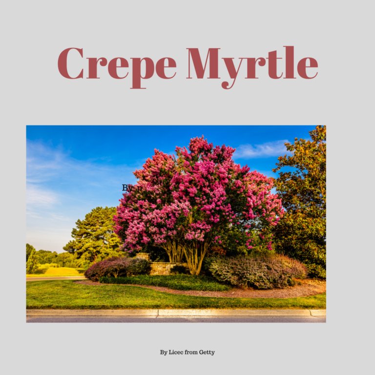 Top Trees That Bloom In Winter & Fall Chinese or Lacebark Elm (Ulmus parvifolia) ... Coral Bark Japanese Maple (Acer palmatum'Sango-kaku') ... Crape Myrtle (Lagerstroemia indica) ... European Beec - 4