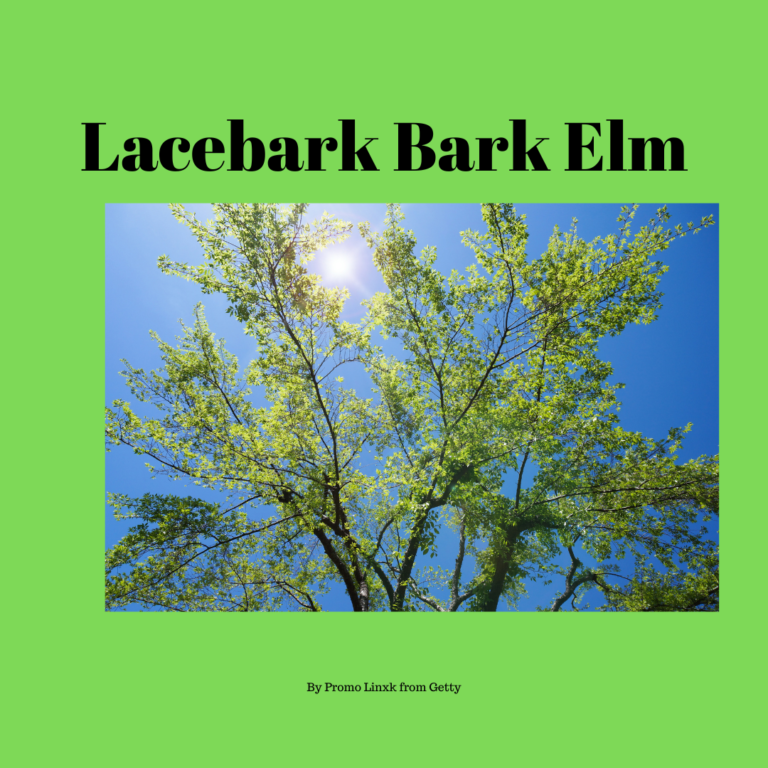 Top Trees That Bloom In Winter & Fall Chinese or Lacebark Elm (Ulmus parvifolia) ... Coral Bark Japanese Maple (Acer palmatum'Sango-kaku') ... Crape Myrtle (Lagerstroemia indica) ... European Beec - 5