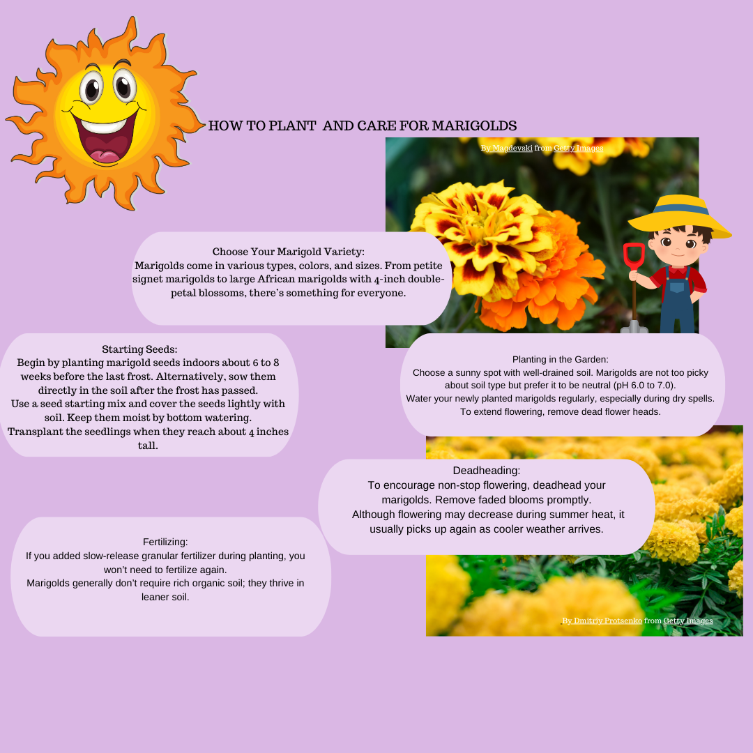 WHAT ARE ANNUALS? – Children's Spot