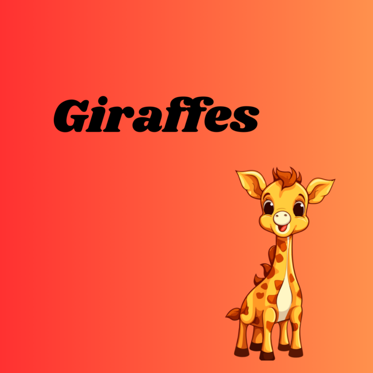 Giraffes (13)