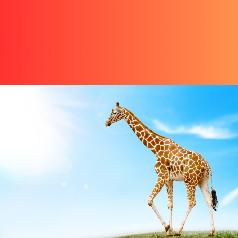 Giraffes (20)