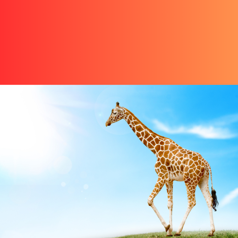 Giraffes (9)